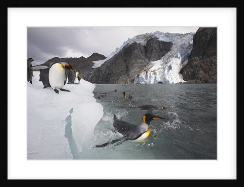 King Penguins on South Georgia Island by Anonymous