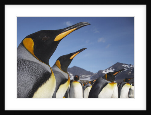 King Penguins on South Georgia Island by Anonymous
