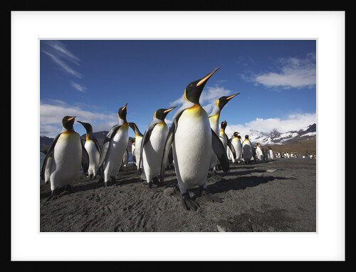 King Penguin Colony on South Georgia Island by Anonymous