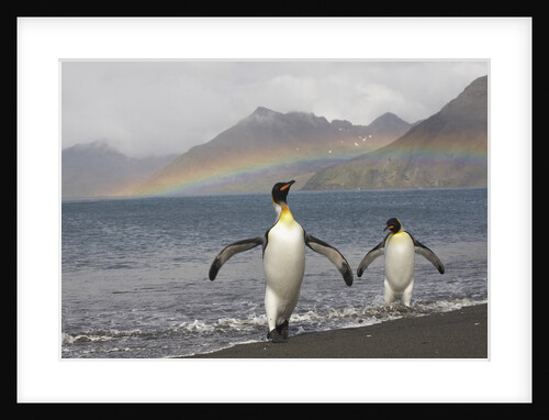 Rainbow and King Penguins on South Georgia Island by Anonymous