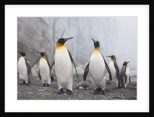 King and Gentoo Penguins on South Georgia Island by Anonymous