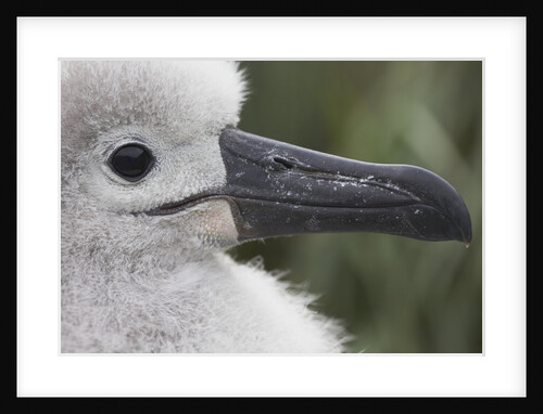 Gray-Headed Albatross Chick on South Georgia Island by Anonymous
