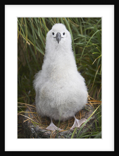 Gray-headed Albatross Chick on South Georgia Island by Anonymous