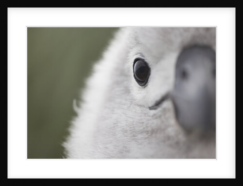 Gray-Headed Albatross Chick on South Georgia Island by Anonymous