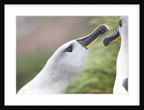 Courtship of Gray-Headed Albatrosses on South Georgia Island by Anonymous