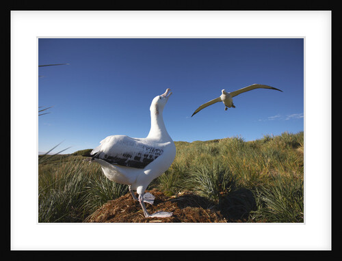 Wandering Albatrosses on South Georgia Island by Anonymous