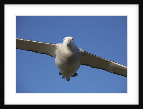 Wandering Albatross in Flight at South Georgia Island by Anonymous