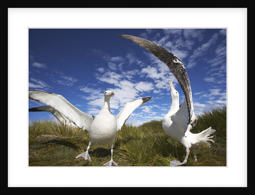 Wandering Albatrosses on South Georgia Island by Anonymous