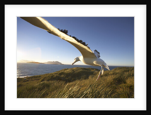 Wandering Albatross on South Georgia Island by Anonymous