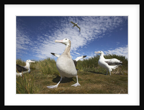 Wandering Albatrosses on South Georgia Island by Anonymous