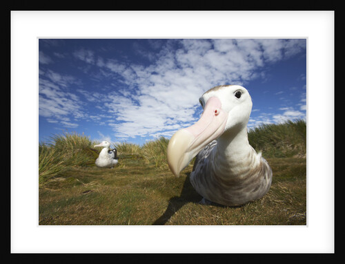 Wandering Albatross on South Georgia Island by Anonymous