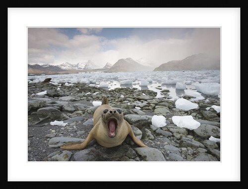 Elephant Seal on South Georgia Island by Anonymous