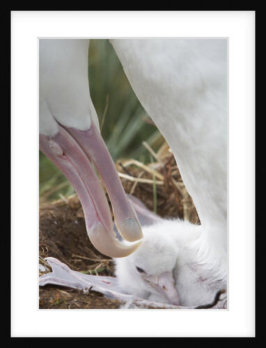 Wandering Albatross Adult and chick in Nest by Anonymous