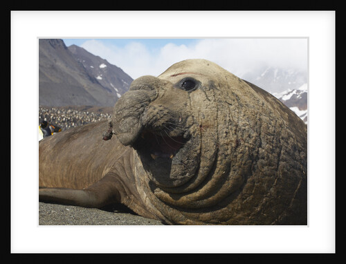 Elephant Seal on South Georgia Island by Anonymous