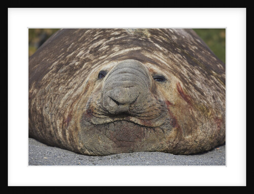 Elephant Seal on South Georgia Island by Anonymous