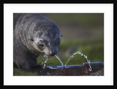 Antarctic Fur Seal Drinking from Leaking Water Pipe by Anonymous