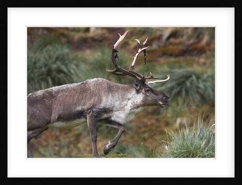 Reindeer on South Georgia Island by Anonymous