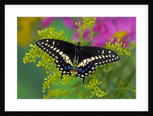 Female Black Swallowtail Butterfly on Colorful Flowers by Anonymous