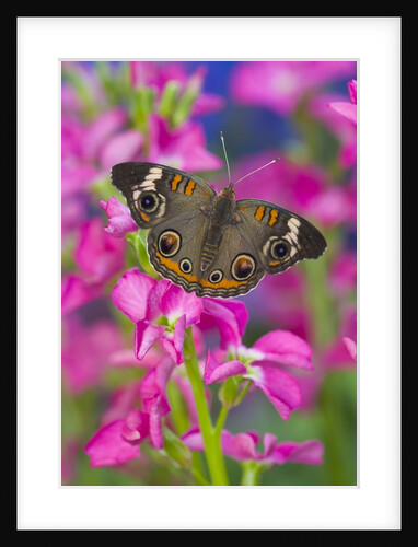 Buckeye Butterfly by Anonymous