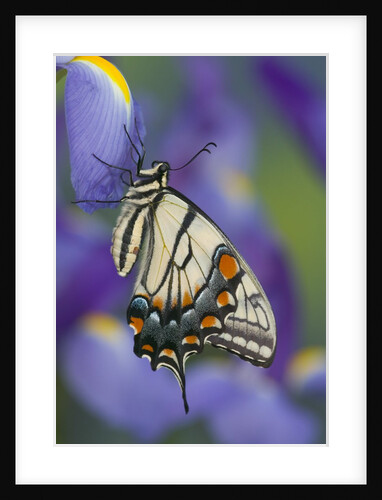 Eastern Tiger Swallowtail at Rest on a Dutch Iris by Anonymous