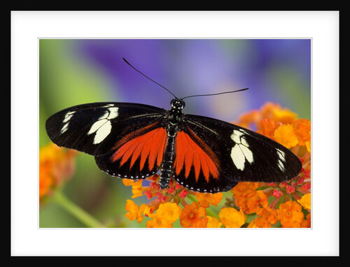 Heliconius Doris in Red Phase Resting on Lantana by Anonymous