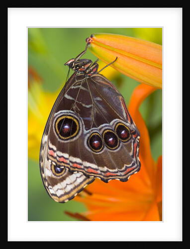 Blue Morpho Resting on an Orange Asiatic Lily by Anonymous