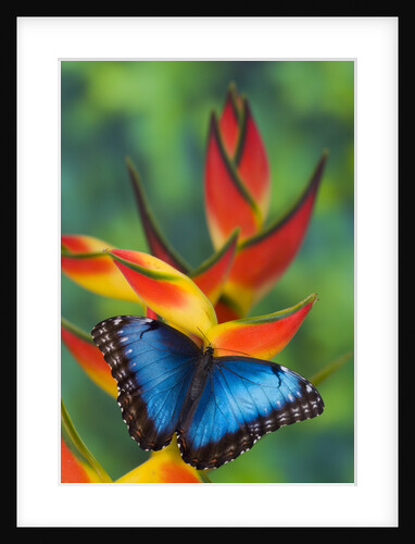 Blue Morpho on a Heliconia Flower by Anonymous