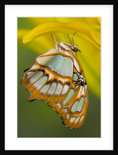 Malchite Butterfly on Petal of Yellow Asiatic Lily by Anonymous