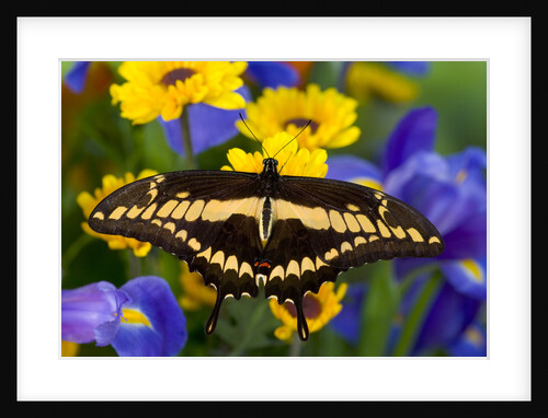 Thoas Swallowtail Resting on Irises and Daisies by Anonymous