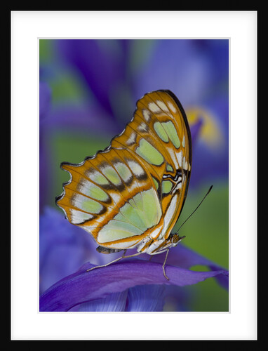 Malachite Butterfly Resting on an Iris by Anonymous