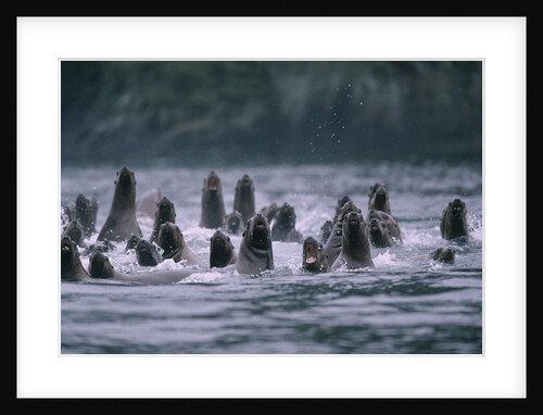 Steller Sea Lions Swimming in Alaska by Anonymous