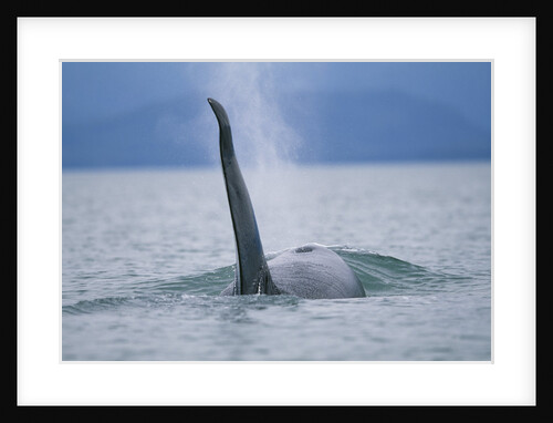 Dorsal Fin of Orca Whale in Alaska by Anonymous