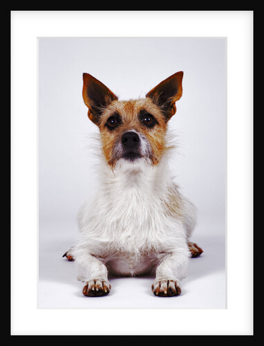 Alert Dog by Anonymous