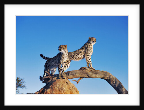 Cheetahs by Anonymous