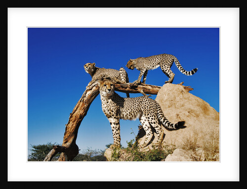 Cheetahs by Anonymous