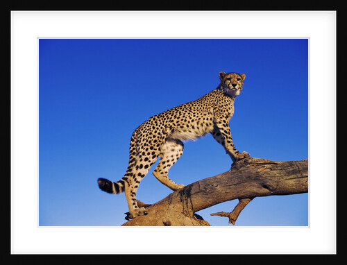 Cheetah by Anonymous