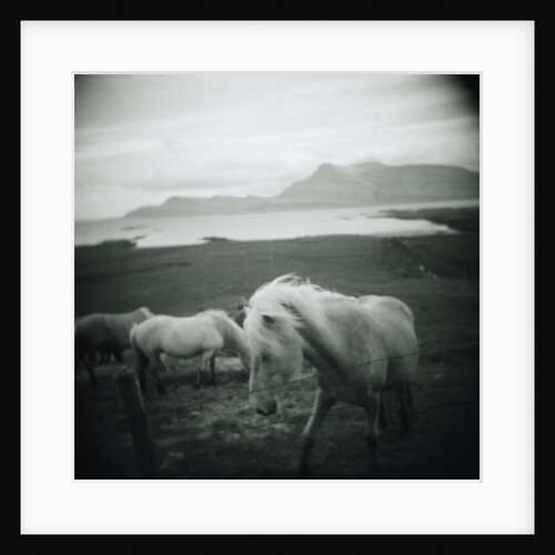 Horses in Pasture by Anonymous