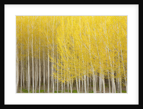 Row of Trees by Anonymous