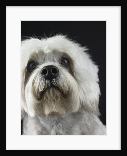 Dandie Dinmonts Terrier by Anonymous