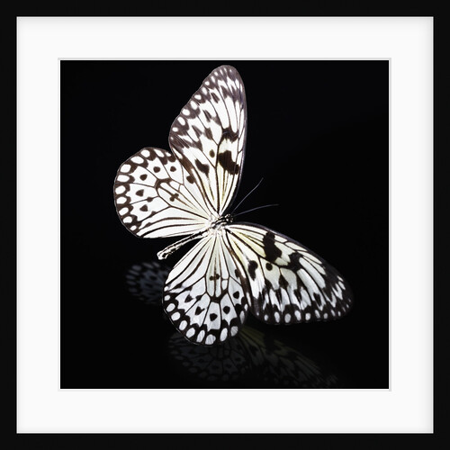 Butterfly by Anonymous