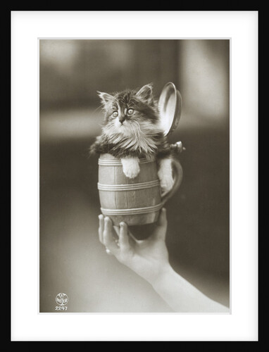 Kitten in a Beer Stein by Anonymous