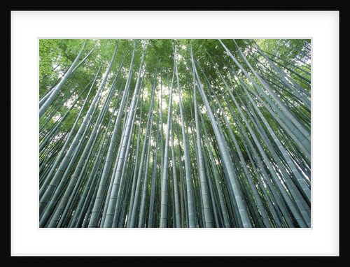 Grove of Japanese Bamboo by Anonymous