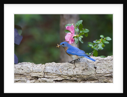 Eastern Bluebird by Anonymous