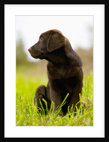 Chocolate Lab Puppy by Anonymous