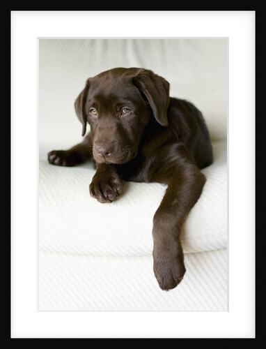 Chocolate Lab Puppy by Anonymous