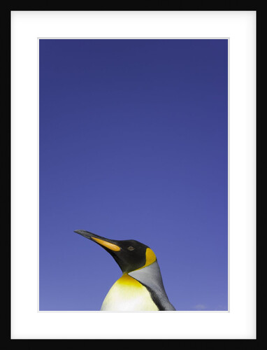 King Penguin by Anonymous