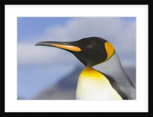 King Penguin by Anonymous