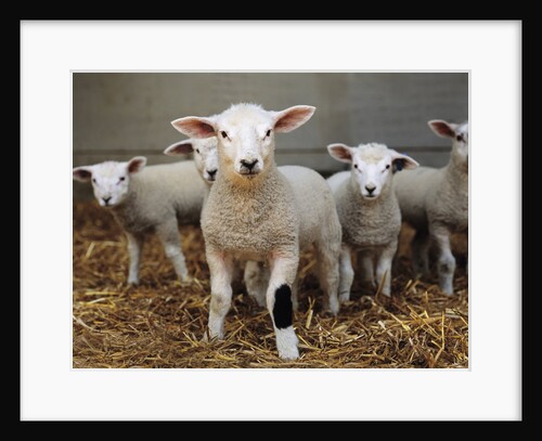 Lambs by Anonymous
