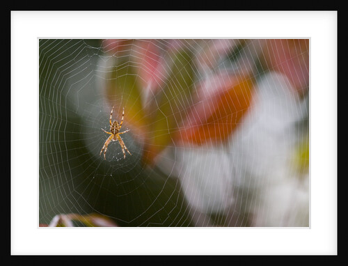 Close-up of Spider on Spiderweb by Anonymous
