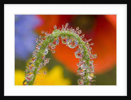 Close-up of Dew on Wildflower Stem by Anonymous